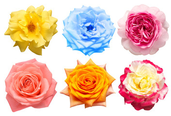 Collection head flowers roses isolated on a white background. Perfectly retouched, full depth of field on the photo. Flat lay, top view