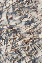 Leaves and Twigs in the Snow