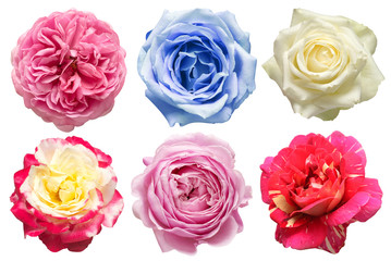 Collection head flowers roses isolated on a white background. Perfectly retouched, full depth of field on the photo. Flat lay, top view
