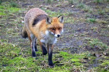 Naklejka na ściany i meble Red fox (Vulpes vulpes) on a mossy terrain, Warsaw suburbs, Mazovia, Poland