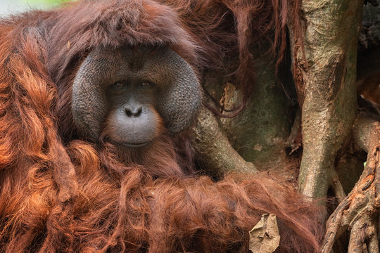 Portrait of a male orangutan sitting by a tree, Indonesia
