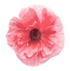 Pink poppy isolated on a white background. Flower. Flat lay, top view