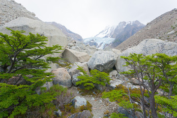 Piedras Blancas Glacier view, El Chalten, Patagonia