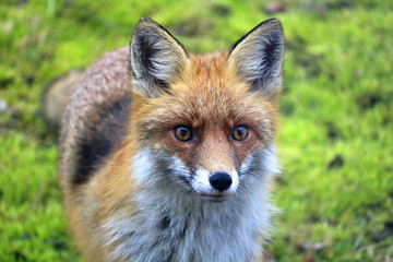 Red fox (Vulpes vulpes), Warsaw suburbs, Mazovia, Poland