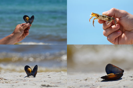 Summer set of photos,mussels and crab at the sea coast