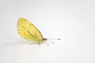 Fototapeta na wymiar gelber Schmetterling III