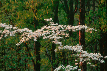 Dogwood and Evening Light