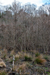 Grove of mixed trees in Japan in winter season
