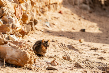 cat