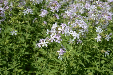 Closeup phlox divaricata known as wild blue phlox with blurred background in early summer garden