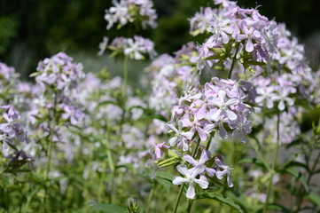 Closeup phlox divaricata known as wild blue phlox with blurred background in early summer garden