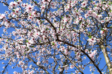 Pink blossom tree