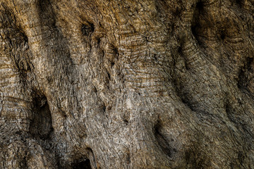 The living trunk of an old olive tree. The texture of the bark of the tree