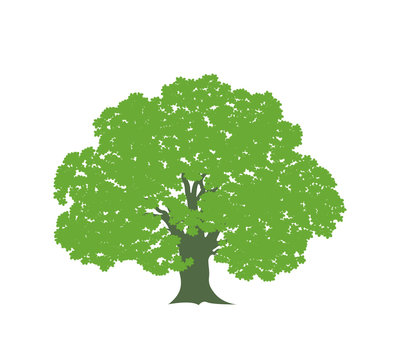 Oak tree logo. Isolated oak tree on white background