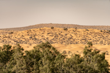 Sahara