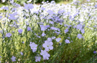 Closeup linum hirsutum known as downy flax with blurred backgroung in summer garden