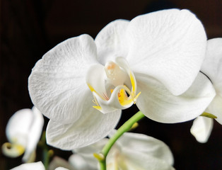 Fototapeta na wymiar Closeup of pure white orchid flowers blooming in winter