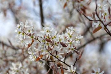 Obraz premium Amelanchier lamarckii deciduous flowering shrub, group of white flowers on branches in bloom