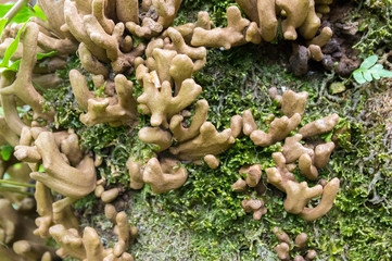 Laurobasidium lauri fungi growing on Madeira island on tree with green moss