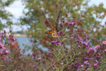 Schmetterling Kanada Toronto 