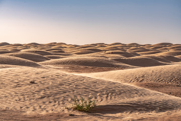 The Tunisian Sahara