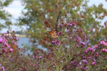 Schmetterling Kanada Toronto 