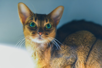 Beautiful Abyssinian cat sitting beside a bright light
