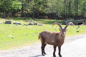 Steinbock 