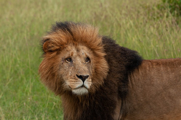 male lion on the savannah