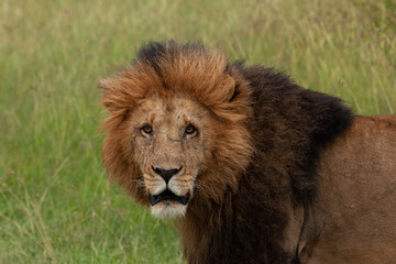 Fototapeta na wymiar male lion on the savannah