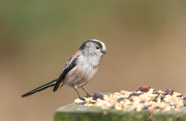 Long-tailed tit. Close up of one adult Long-tailed tit feeing on a bird table, facing right with clean background.Horizontal. Space for copy.