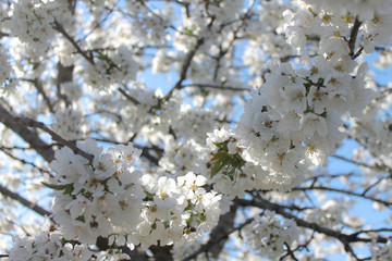 White blossom tree