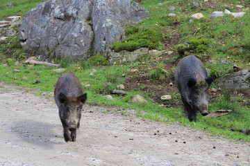 Wildschwein 