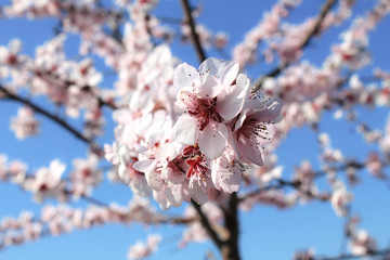 Pink blossom tree