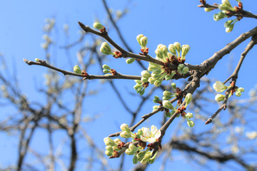 White blossom tree