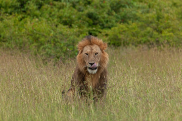 Obraz na płótnie Canvas male lion on the savannah