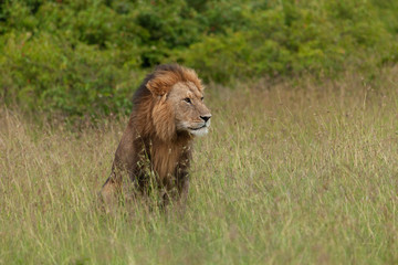 male lion on the savannah