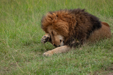 male lion on the savannah