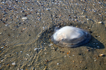 Dead jellyfish lies on the seashore