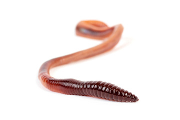 Regenwurm