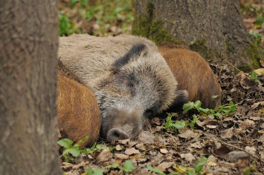 wild boar in forest