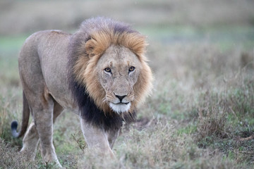 lion close-up