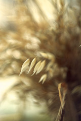  Beautiful bouquet of oats with wheat closeup on a blurry background in vintage style