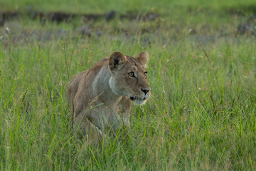 female lioness on the savannah