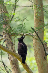 Long-crested Eagle