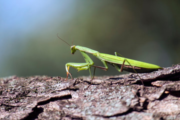 Green praying mantis is sitting on a tree trunk waiting for prey (Mantis religiosa)