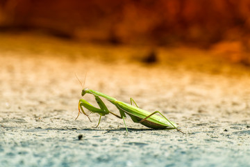 Green praying mantis is sitting on the ground. Side view (Mantis religiosa)