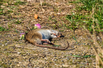 Old dead rat lies on the ground