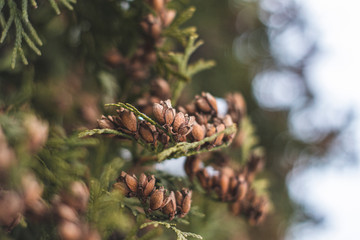 pine cone on a branch