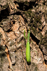 Praying mantis is crawling on a tree bark (Mantis religiosa)
